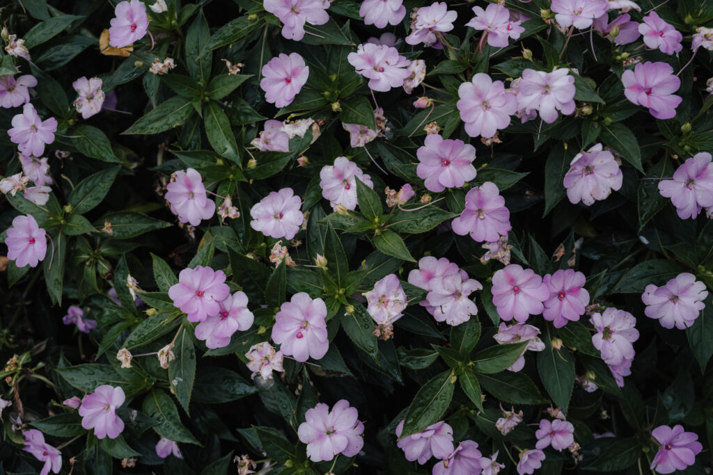 Isola del Garda Hochzeit am Gardasee Heiraten Lake Garda