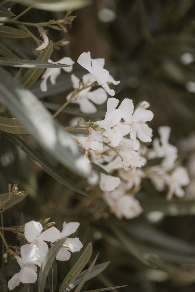Finca Ses Voltes Finca Hochzeit